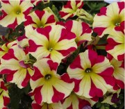 Petunia Amore Queen Hearts Yellow-Red